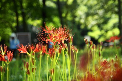 DSC08465ND.JPG