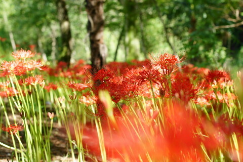 DSC08474ND.JPG
