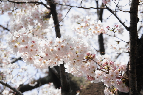 DSC08480.JPG