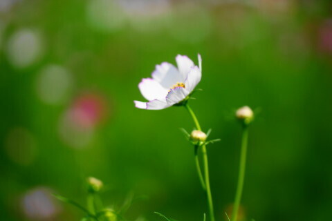 DSC08507ND.JPG