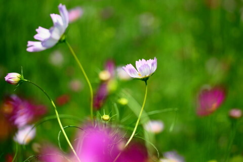 DSC08508ND.JPG
