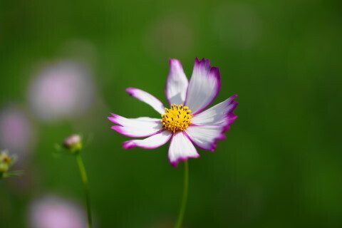 DSC08510ND.JPG