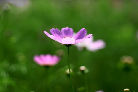 DSC08517ND.JPG