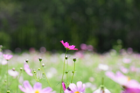 DSC08519ND.JPG
