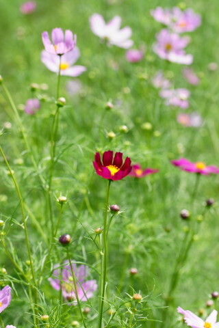 DSC08523ND.JPG