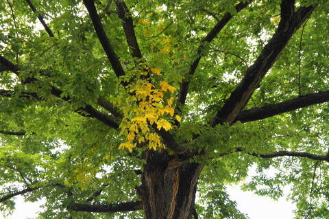DSC08571.JPG
