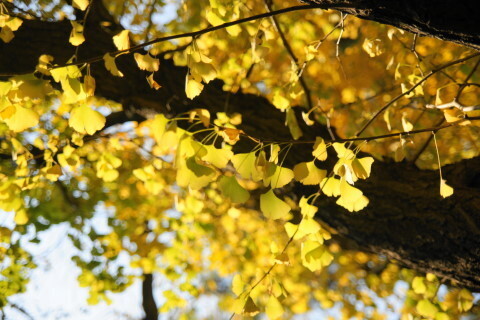 DSC08620N.JPG