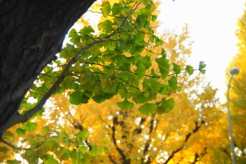 DSC08738N.JPG
