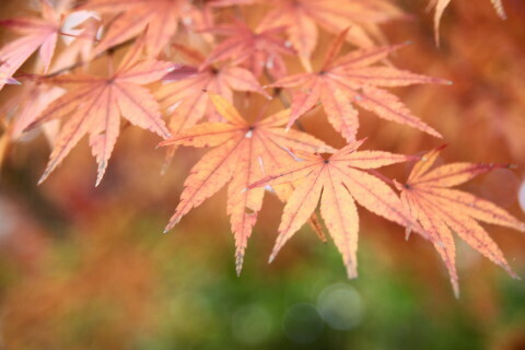 DSC08756N.JPG