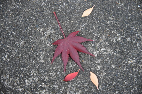 DSC08779N.JPG