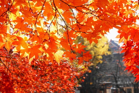 DSC08782.JPG