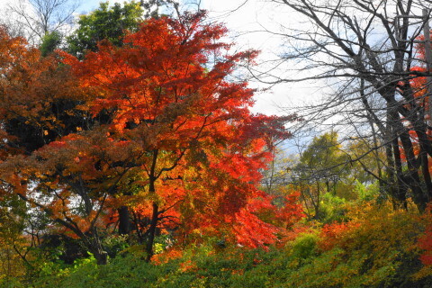 DSC08788N.JPG