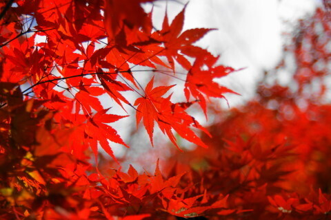 DSC08800N.JPG