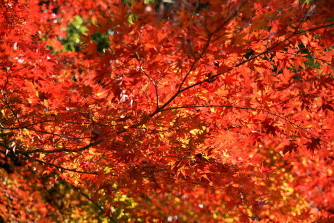 DSC08809N.JPG