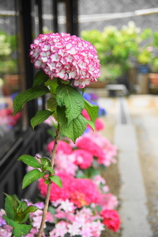 DSC08875.JPG