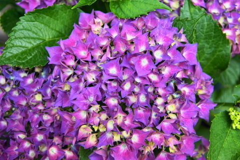 DSC08878.JPG