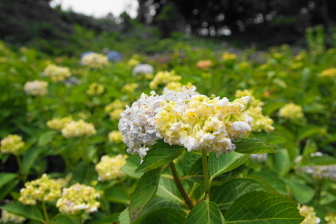 DSC08882.JPG