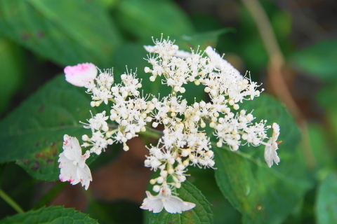 DSC08886.JPG