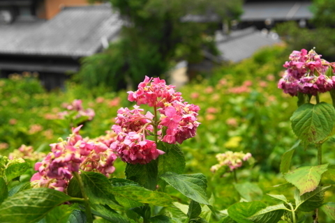 DSC08887.JPG