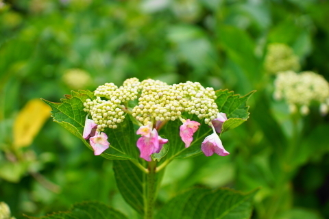 DSC08889.JPG