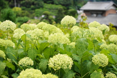 DSC08892.JPG