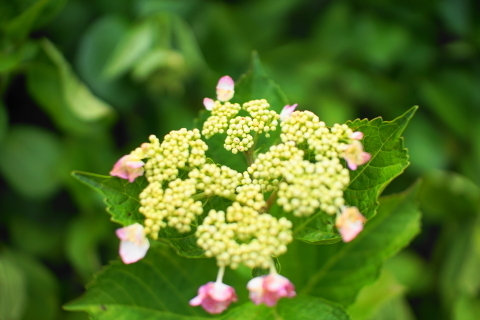 DSC08895.JPG