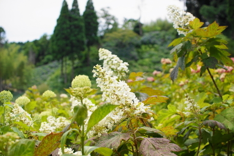 DSC08898.JPG