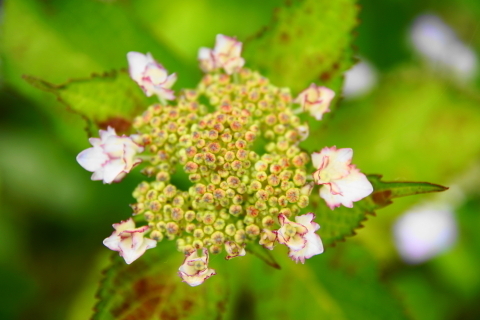 DSC08958.JPG