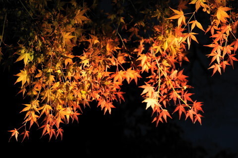 DSC09625ND.JPG
