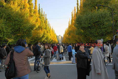 img61481.jpg